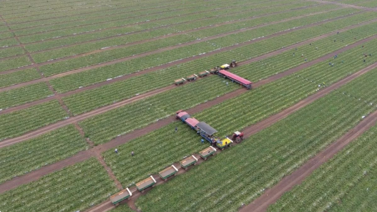 Maior fazenda de melões do Brasil fica no nordeste e produz 1 milhão de unidades por dia