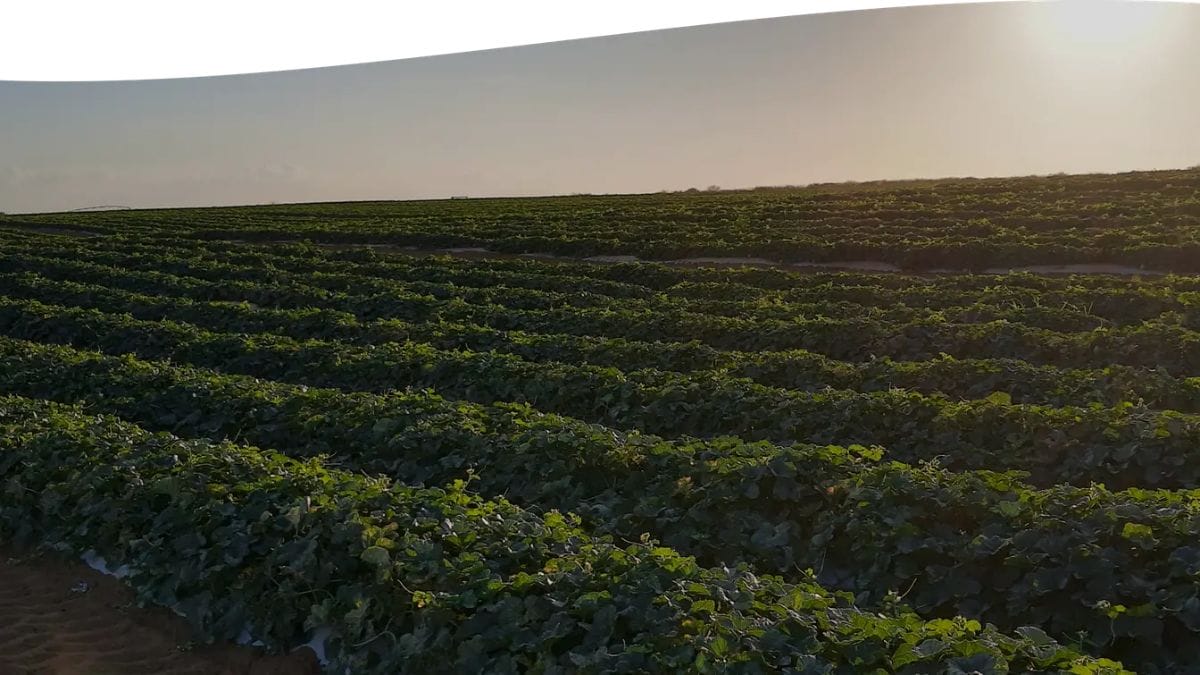 Maior fazenda de melões do Brasil fica no nordeste e produz 1 milhão de unidades por dia