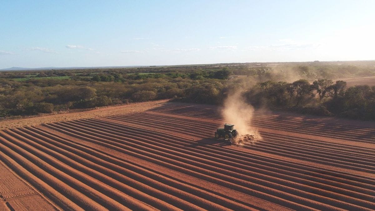 Maior fazenda de melões do Brasil fica no nordeste e produz 1 milhão de unidades por dia