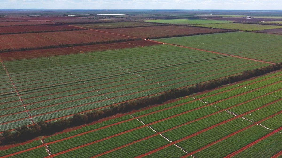 Maior fazenda de melões do Brasil fica no nordeste e produz 1 milhão de unidades por dia