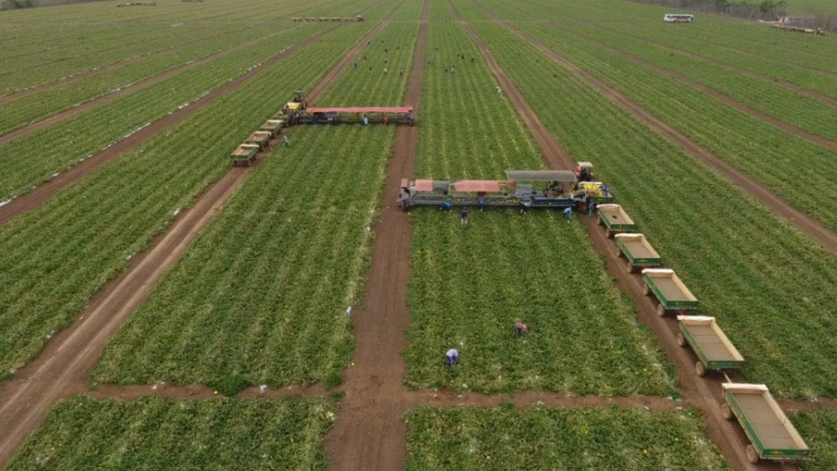 Maior fazenda de melões do Brasil fica no nordeste e produz 1 milhão de unidades por dia