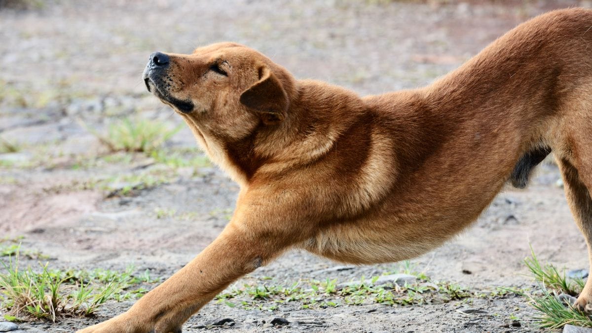 O que significa quando seu cão começa a se espreguiçar na sua frente ao chegar em casa