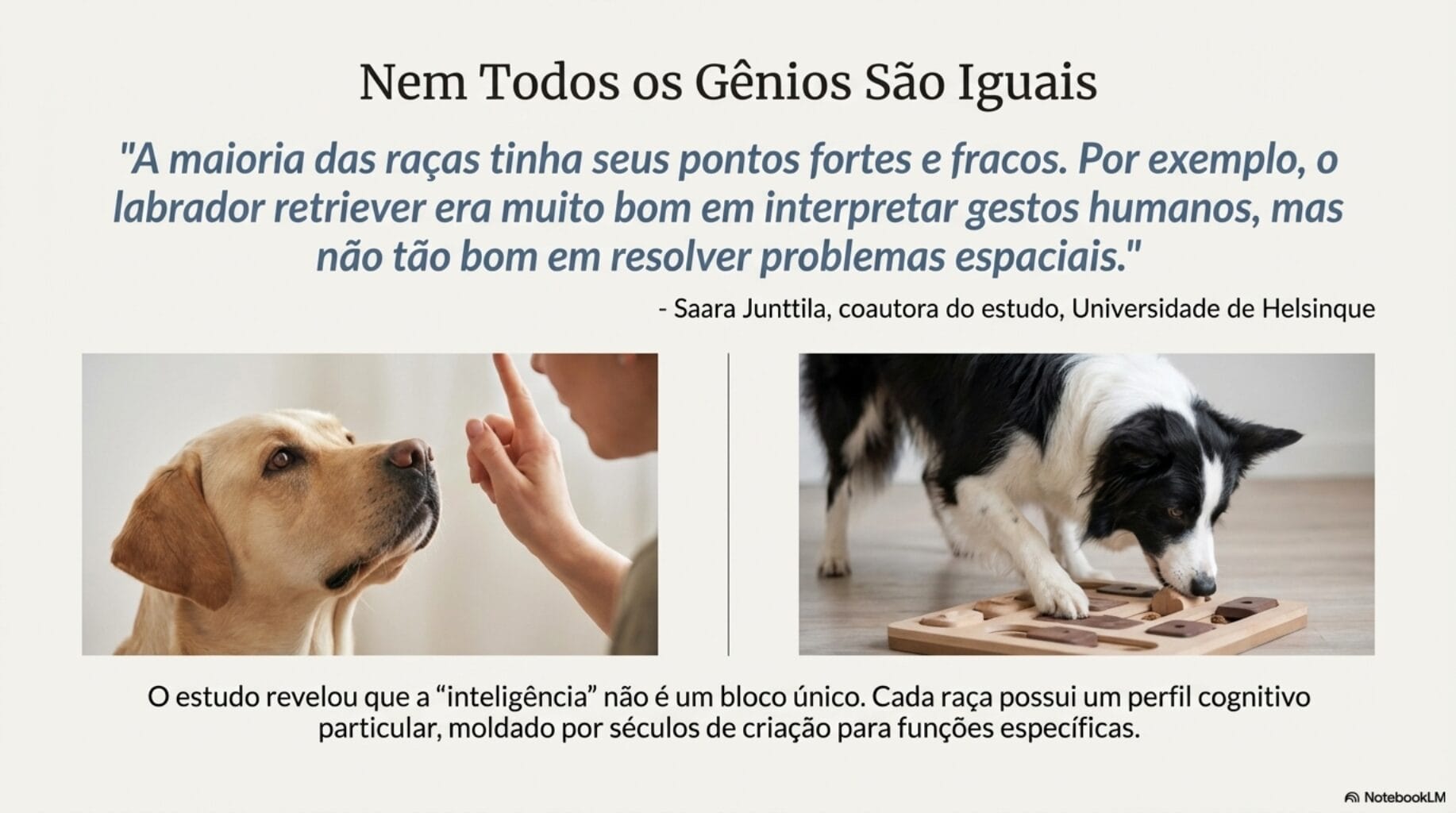 Ranking de intelig&ecirc;ncia dos cachorros