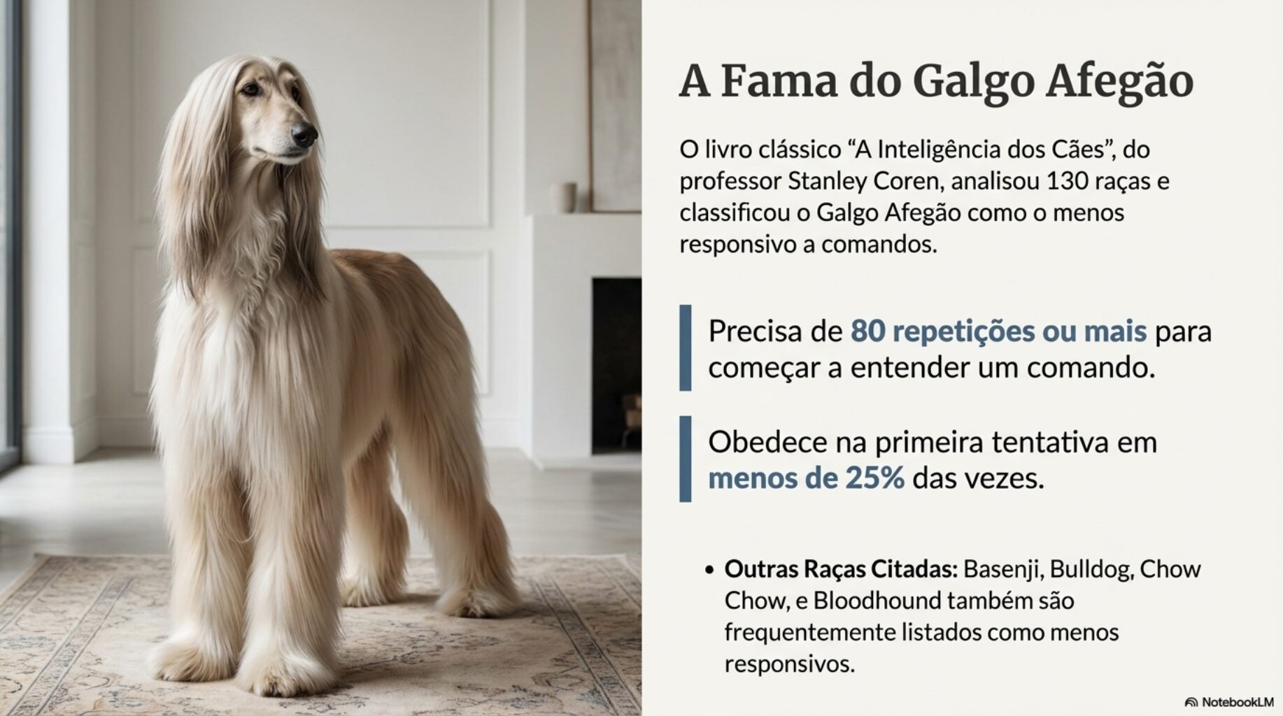 Ranking de intelig&ecirc;ncia dos cachorros