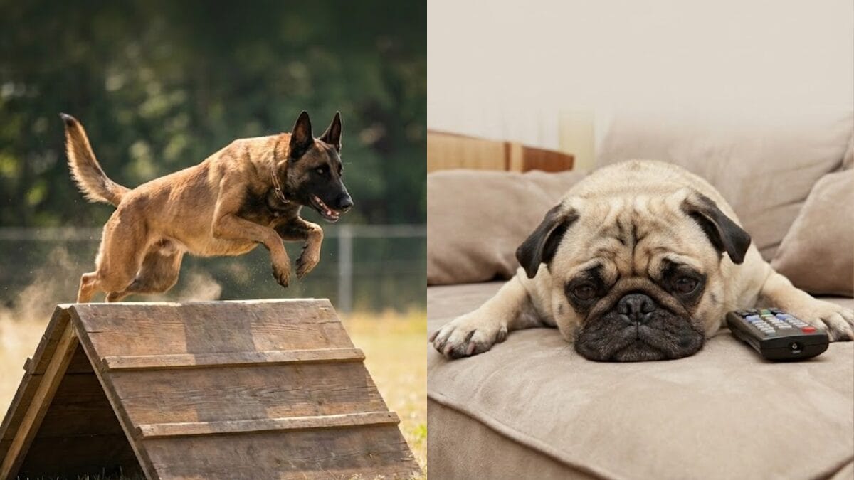 Ranking de inteligência dos cachorros