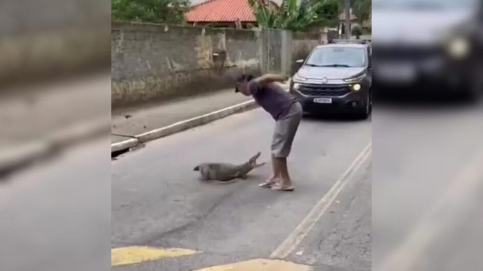 VÍDEO Morador arrasta jacaré pela cauda para tirá-lo da rua em Florianópolis e quase é mordido