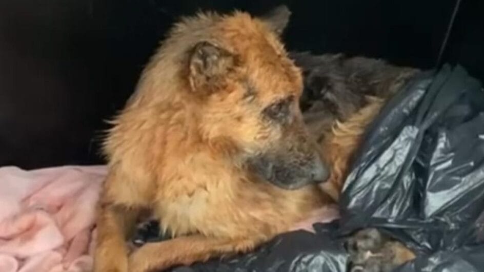 Cão em situação de maus-tratos