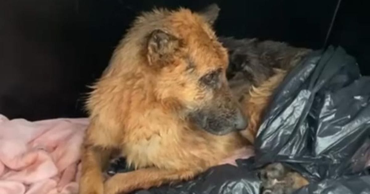 Cão em situação de maus-tratos