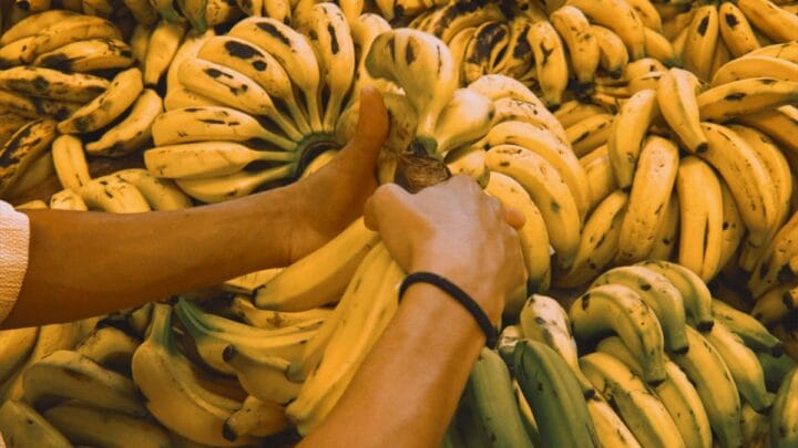 banana na fruteira