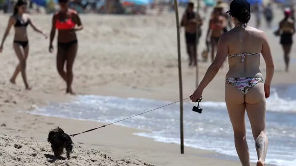 cães nas praias