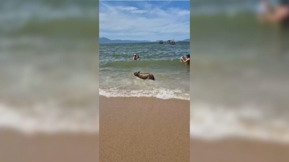 capivara na praia