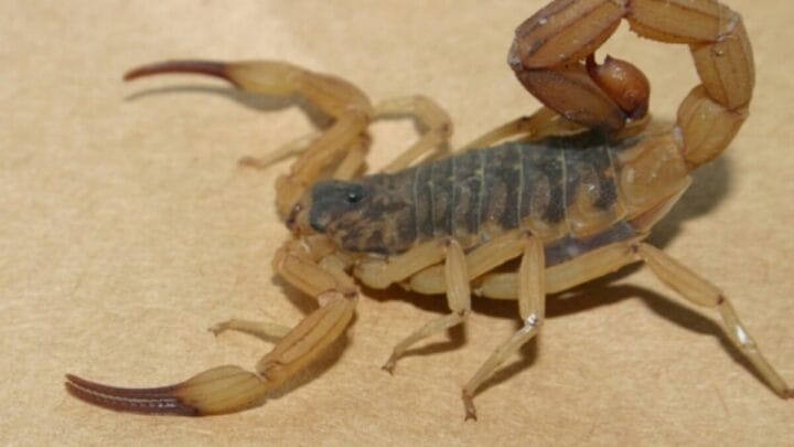 O escorpião amarelo tem alta capacidade de reprodução e pode infestar rapidamente ambientes urbanos. (Foto: Ciatox/SC, Reprodução)