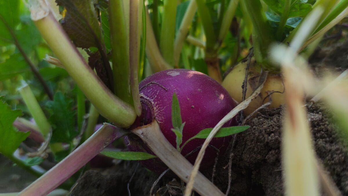 Close-up de um nabo de casca roxa crescendo no solo, mostrando a base dos talos e a conexão com as folhas verdes em uma horta orgânica.