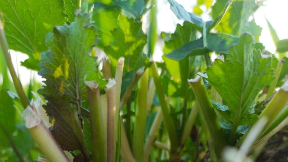 Vista em ângulo baixo (contra-plongée) de talos de nabo e folhas verdes iluminados pela luz do sol, detalhando a textura fibrosa e a cor verde intensa.