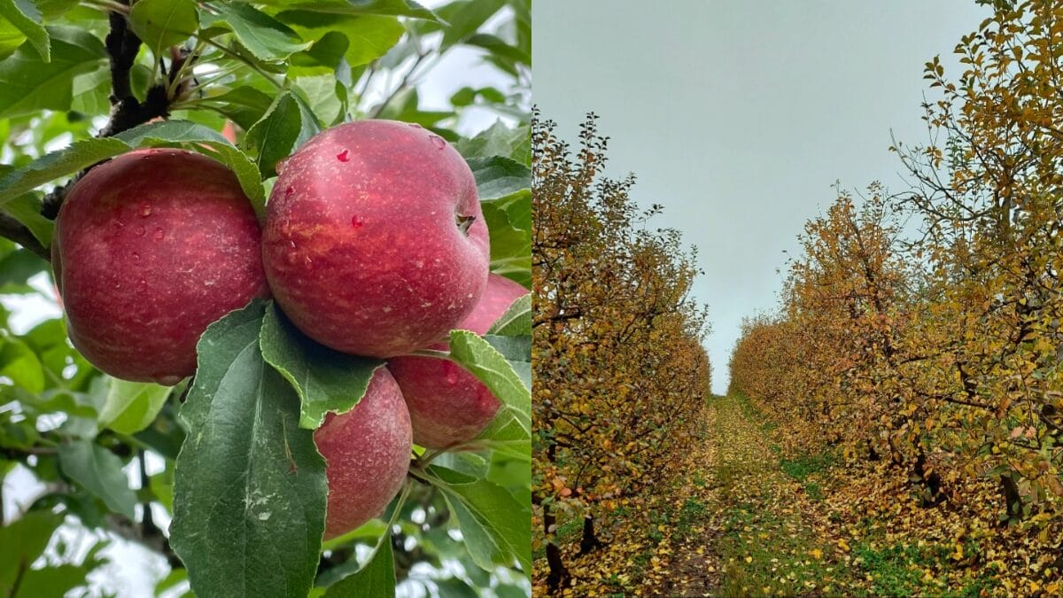 Montagem mostra ma&ccedil;&atilde; a ser colhida e pomar com folhas amareladas