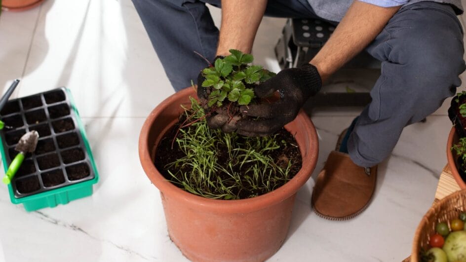 Espécies resistentes e simbólicas seguem presentes após as festas (Foto: Banco de imagens)
