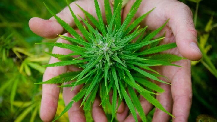 EUA assina decreto para tornar maconha "menos perigosa": veja o que muda (Foto: Imagem Ilustrativa, Canva, Reprodução)