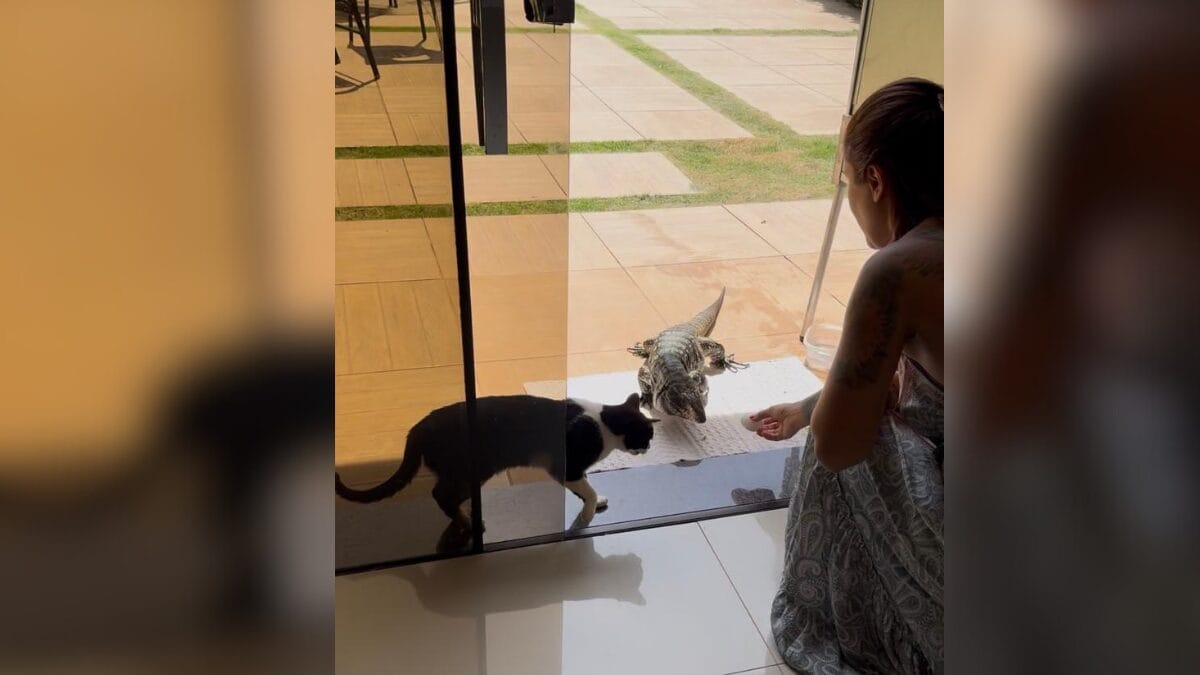 Lagarto em Chapec&oacute;