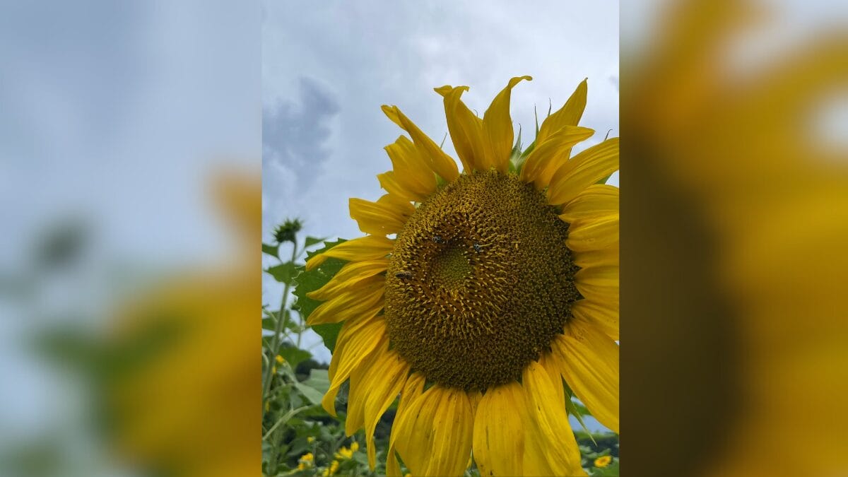 Campo de girass&oacute;is