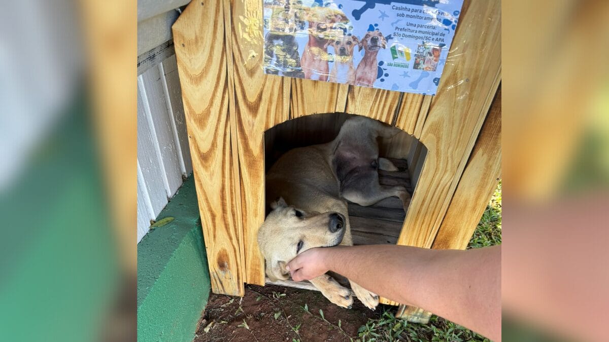Casinha para cães em São Domingos