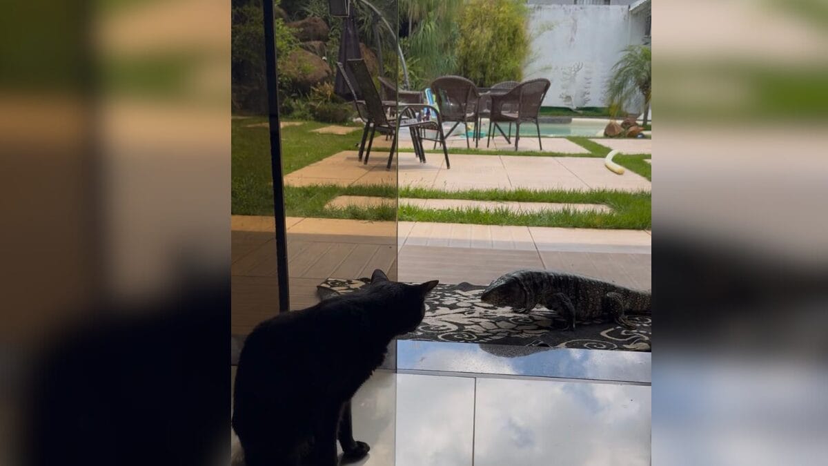 Lagarto em Chapec&oacute;