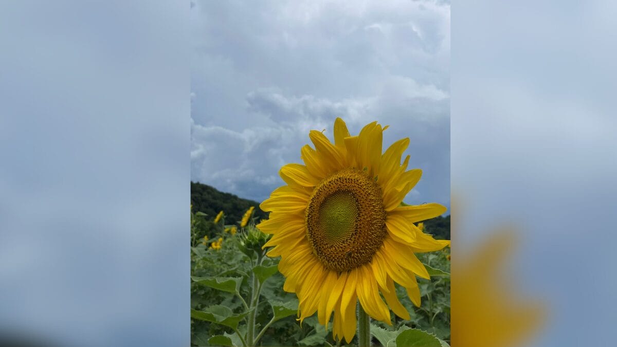 Campo de girass&oacute;is