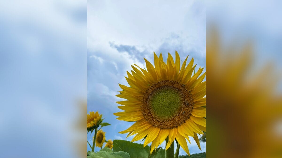 Campo de girass&oacute;is