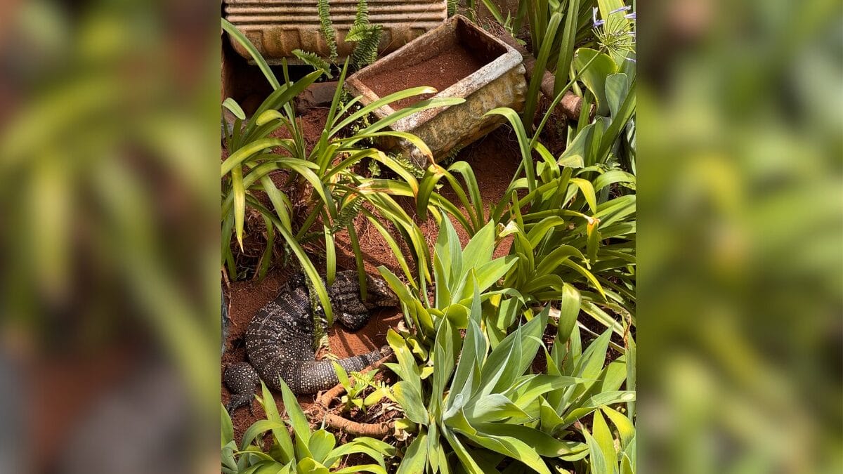 Lagarto em Chapec&oacute;