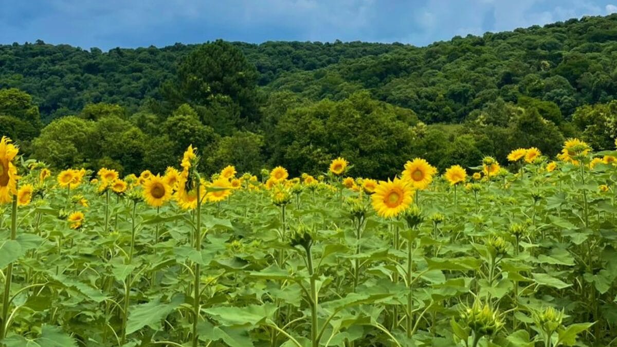 Campo de girass&oacute;is
