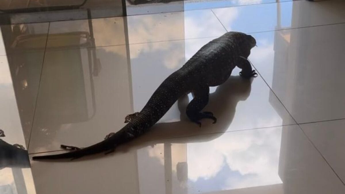 Lagarto em Chapec&oacute;