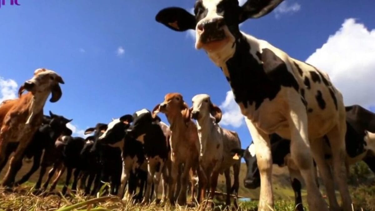 Como &eacute; a casa de Marcos Palmeira, ator que faz o Joaquim de Tr&ecirc;s Gra&ccedil;as