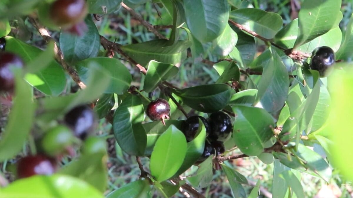 Vista aproximada de um agrupamento de grumixamas maduras presas ao galho. Os frutos s&atilde;o negros, brilhantes e possuem pequenas s&eacute;palas persistentes no topo, assemelhando-se a pequenas coroas.