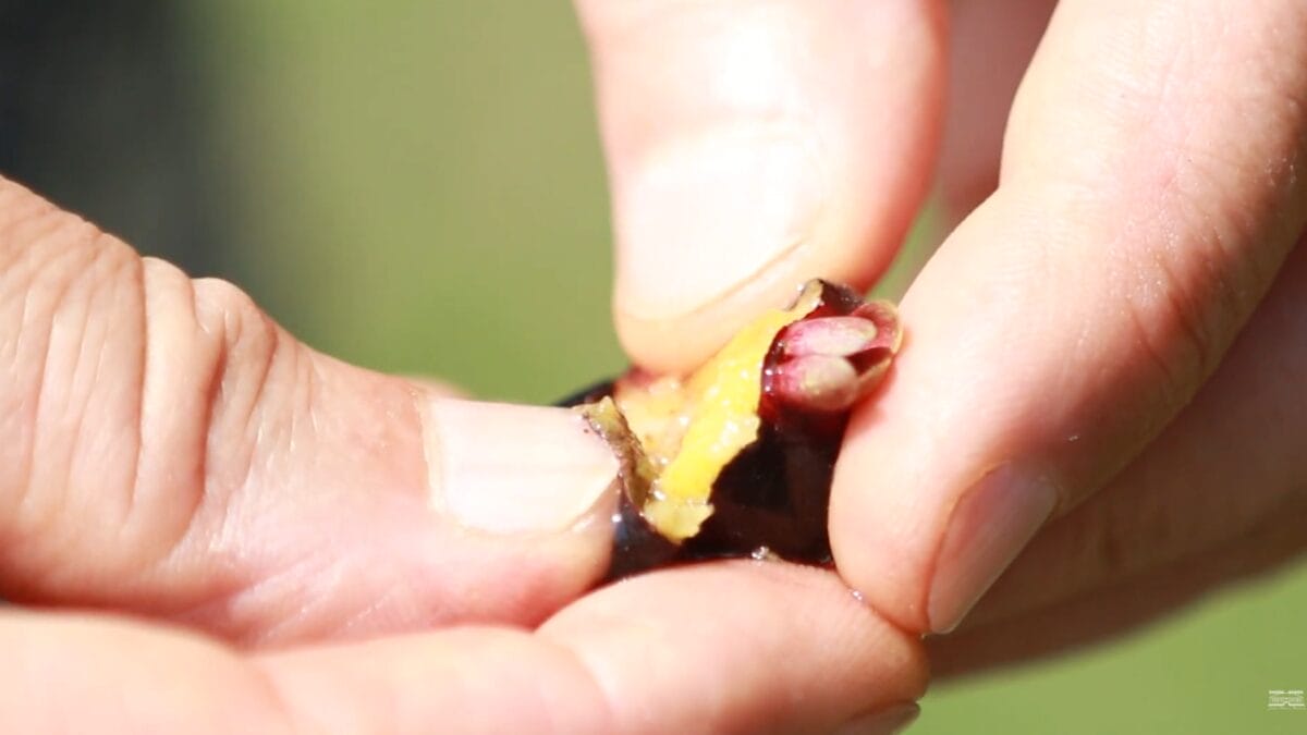 Close-up das m&atilde;os de uma pessoa abrindo uma grumixama ao meio. O interior revela uma polpa suculenta de cor amarelada clara e a presen&ccedil;a de uma pequena semente.