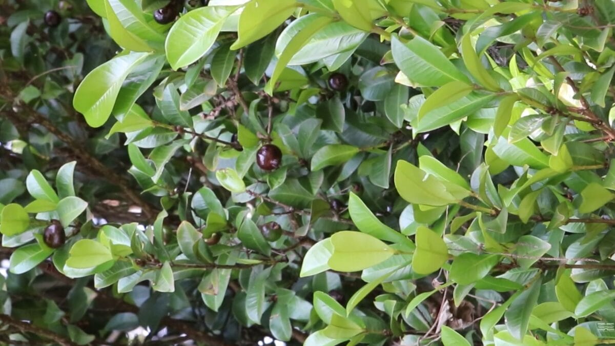 Plano m&eacute;dio da copa de uma grumixameira. A &aacute;rvore possui folhagem densa com folhas cori&aacute;ceas (textura de couro) e v&aacute;rios frutos escuros espalhados entre os ramos.
