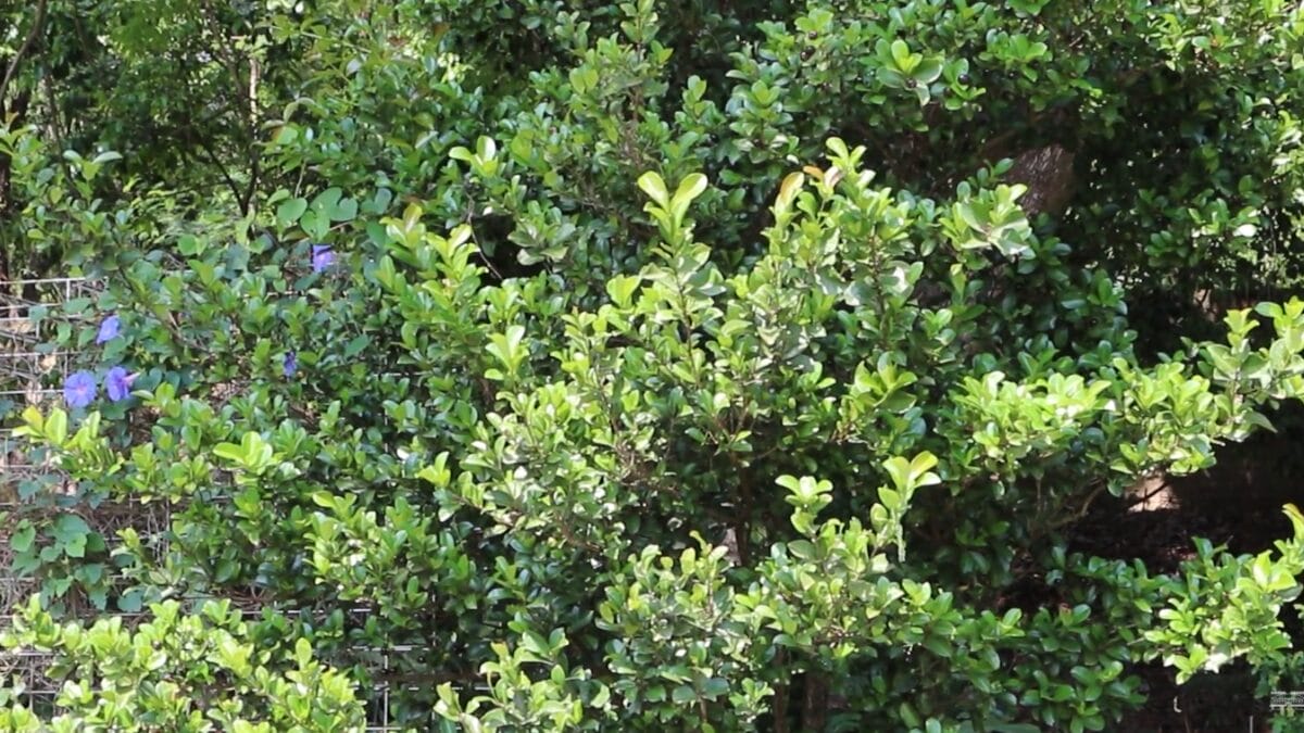 Fotografia de uma &aacute;rvore de grumixama de m&eacute;dio porte em um ambiente externo. A &aacute;rvore tem formato arredondado e folhas verde-claro nas pontas, indicando brota&ccedil;&otilde;es novas.