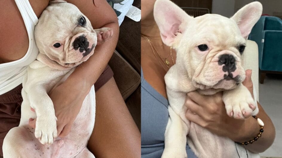 Desaparecimento de cão de turistas em praia de SC segue sem respostas uma semana depois