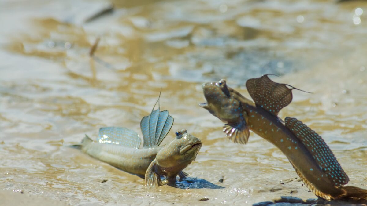 Dois peixes-saltadores-do-lodo em uma margem lamacenta. Um deles est&aacute; com as nadadeiras dorsais erguidas e a boca aberta, parecendo interagir com o outro.