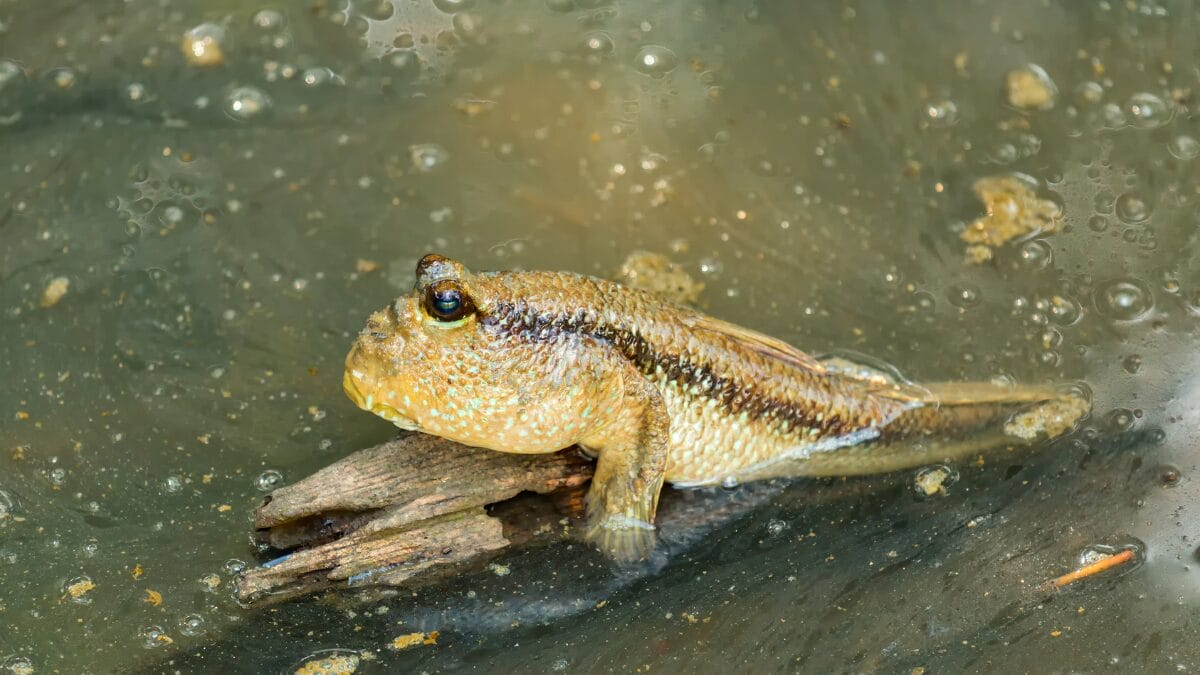 Close lateral de um peixe-saltador apoiado sobre um tronco de madeira submerso. Suas nadadeiras frontais sustentam o peso do corpo como se fossem bra&ccedil;os.