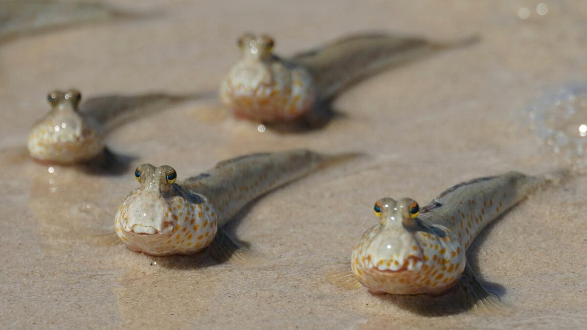 Quatro peixes-saltadores-do-lodo alinhados em solo arenoso, todos olhando para a frente, parecendo prontos para se mover ou ca&ccedil;ar.