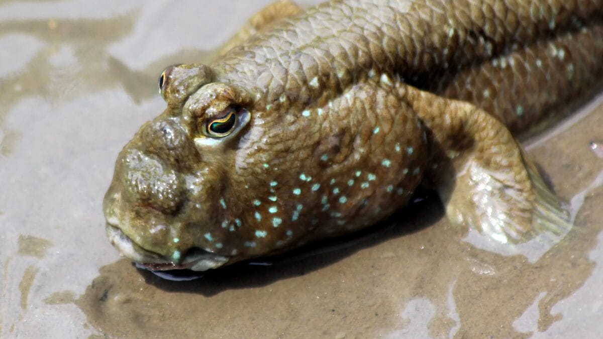 Close-up frontal da cabe&ccedil;a de um peixe-saltador-do-lodo. Ele possui olhos grandes e saltados no topo da cabe&ccedil;a e pele &uacute;mida com manchas azuladas brilhantes.
