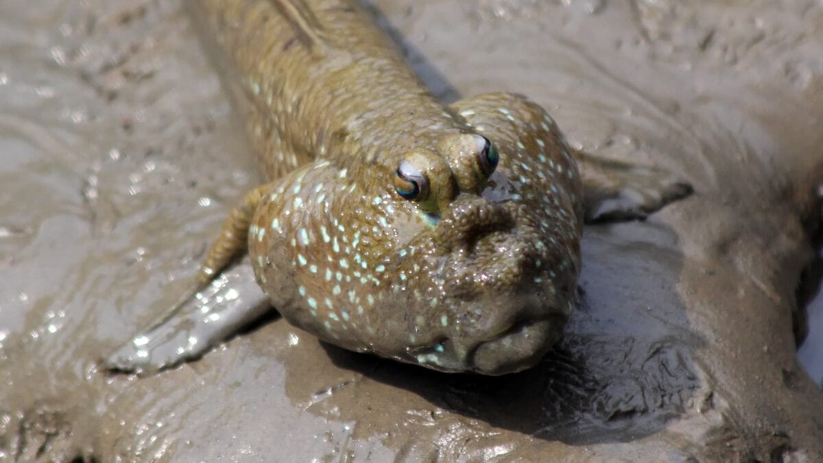 Entenda como o peixe-saltador-do-lodo sobrevive fora d'água e o que ele busca