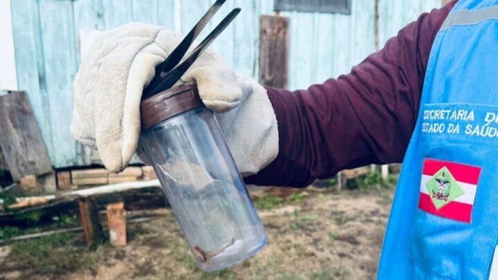 Escorpião-amarelo capturado em Gravatal