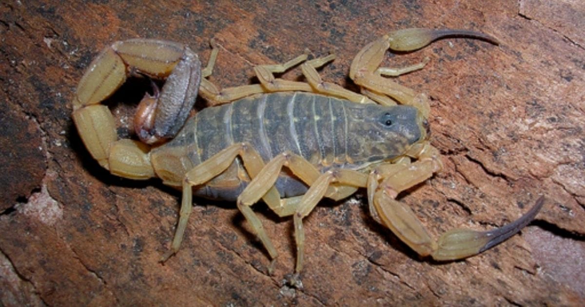 Escropião-amarelo