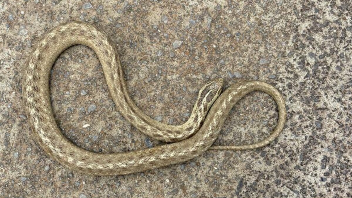 Cobra em Joaçaba