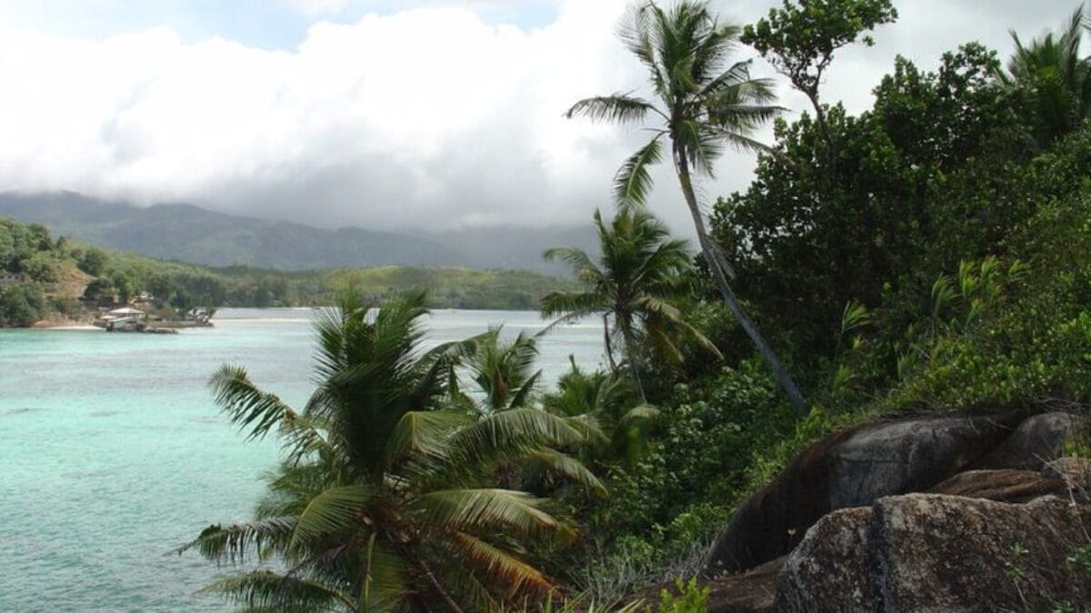 Homem compra ilha deserta, planta 16 mil &aacute;rvores e recusa fortuna bilion&aacute;ria