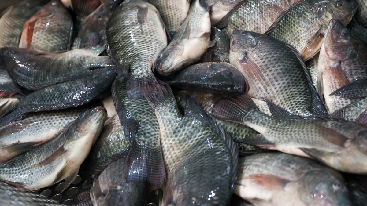 Tilapia em SC