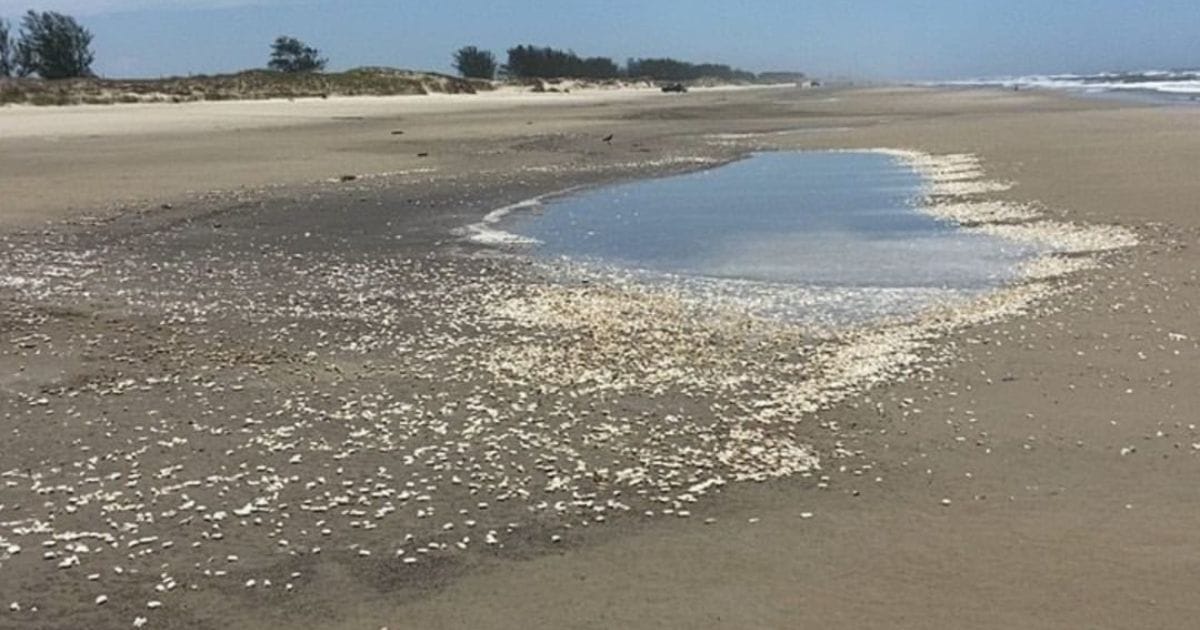 Mariscos mortos na orla da praia em Balneário Gaivota