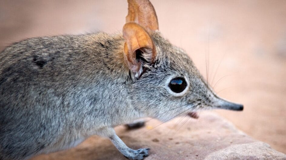 animais em extinção