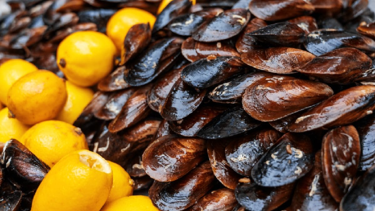 Um fruto do mar que combina saúde com sabor. Foto: Freepik