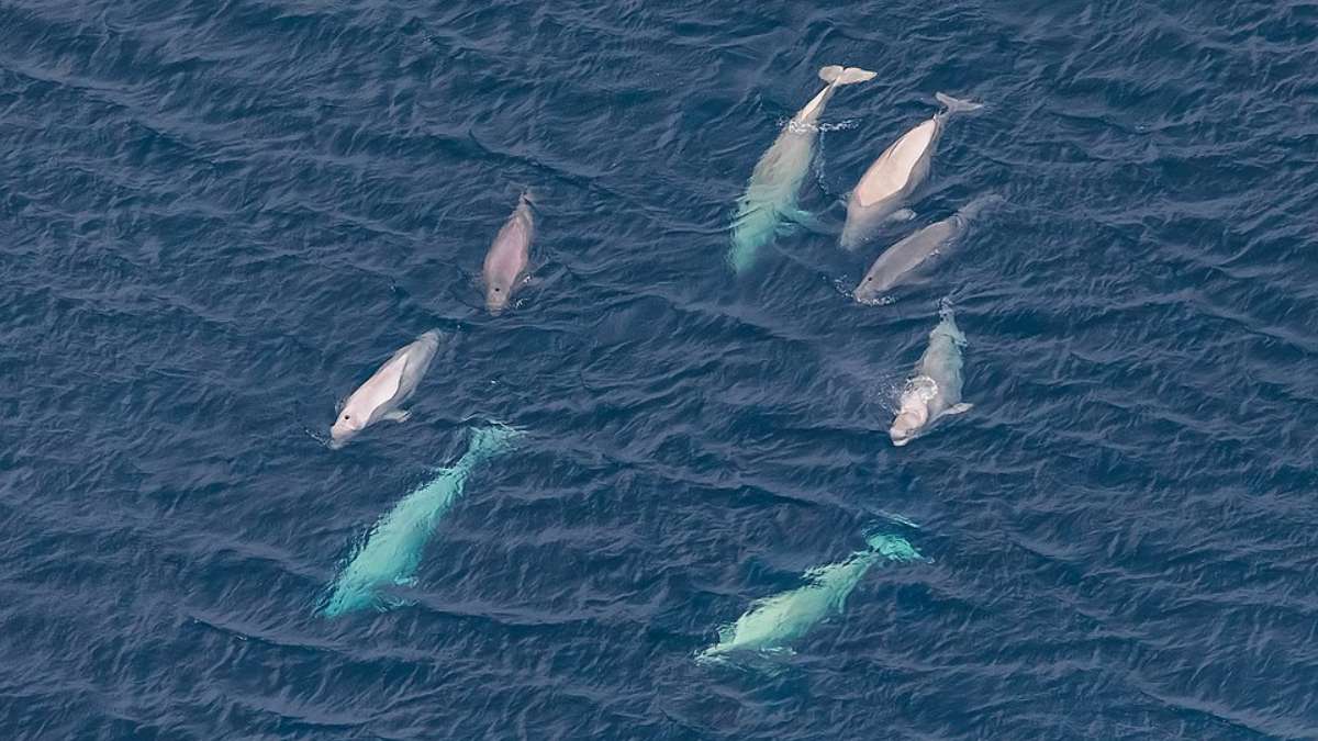 Pesquisa genética na Baía de Bristol muda o que sabíamos sobre o comportamento social das belugas (Reprodução/Wikimedia Commons)